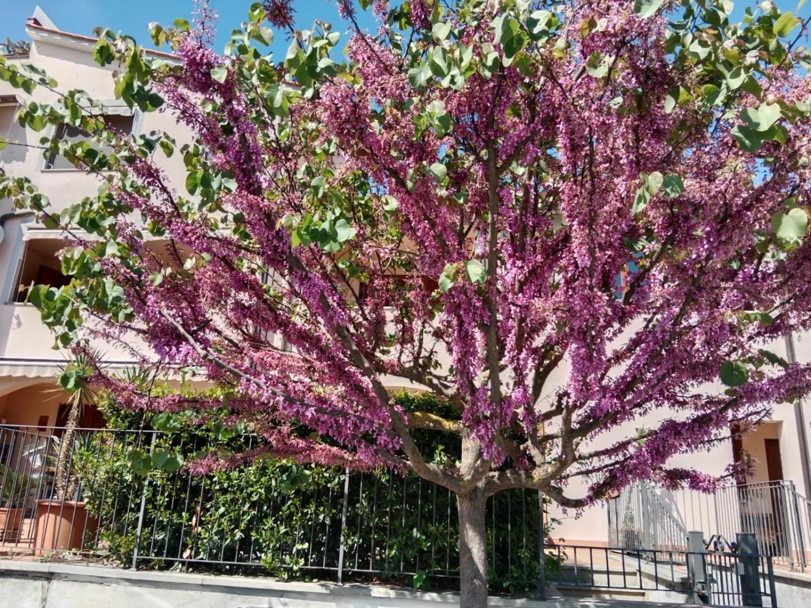 Via Della Musica Apartment Vicchio Luaran gambar